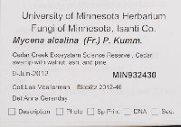Mycena alcalina image