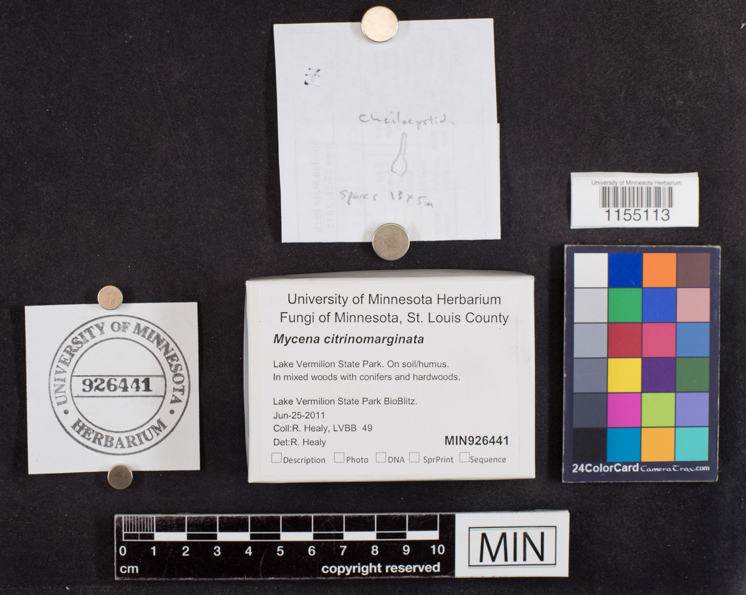 Mycena citrinomarginata image