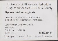 Mycena citrinomarginata image