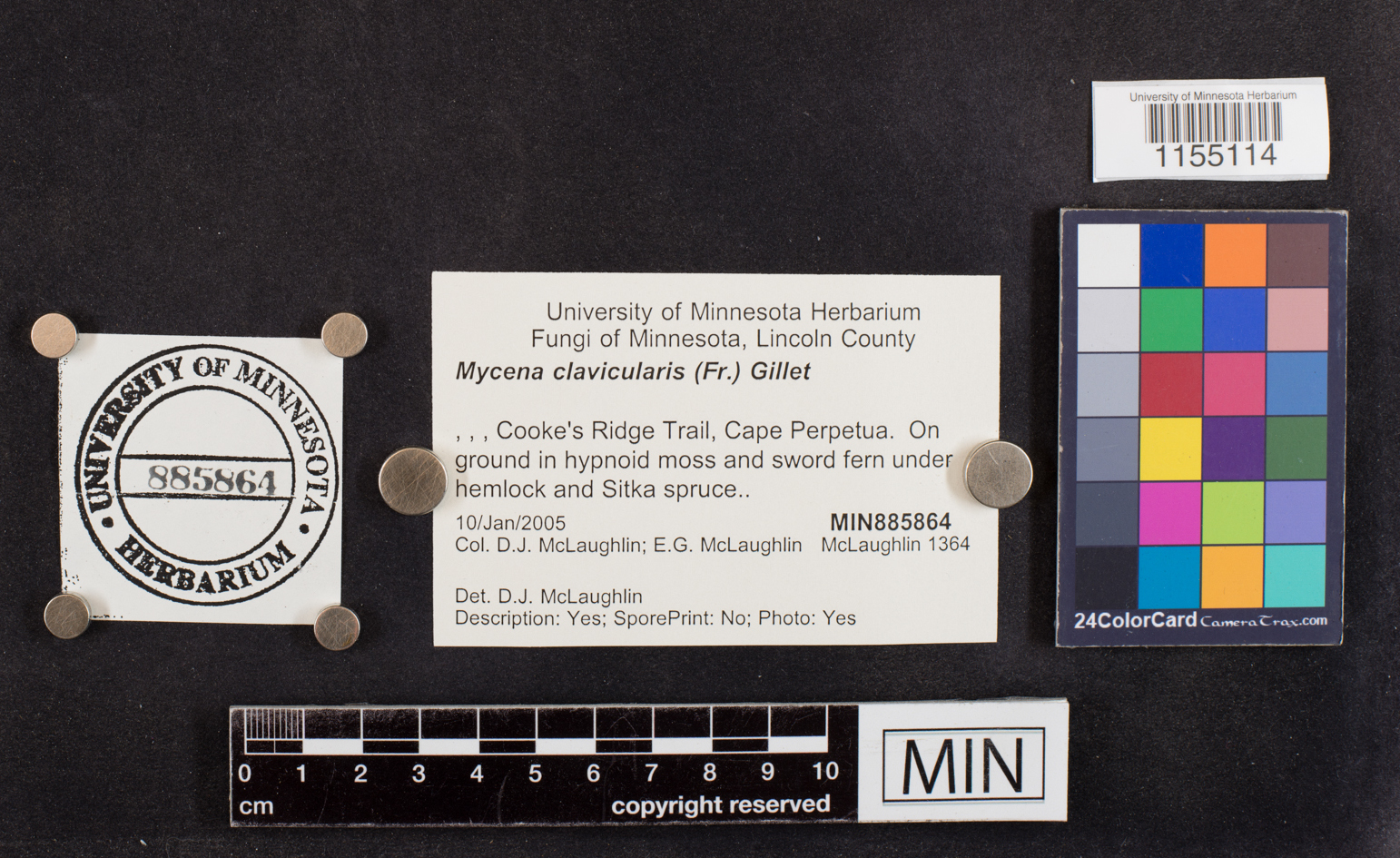 Mycena clavicularis image