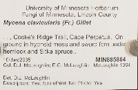 Mycena clavicularis image