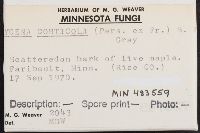 Mycena corticola image