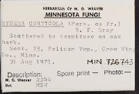 Mycena corticola image