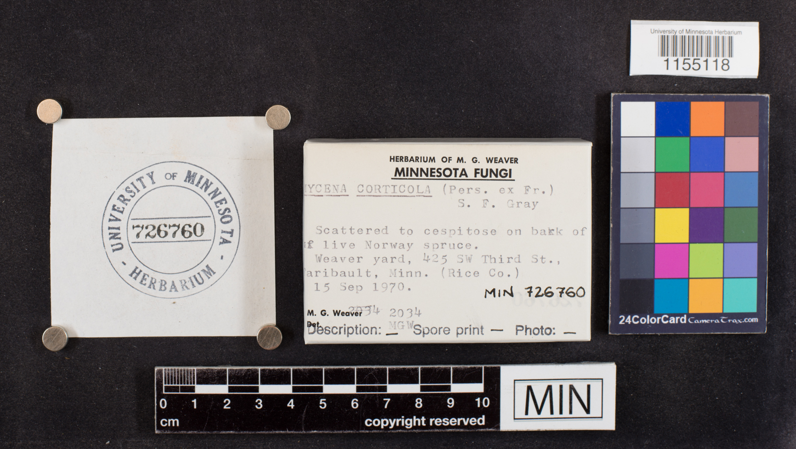 Mycena corticola image