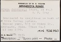 Mycena corticola image