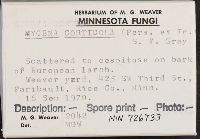 Mycena corticola image