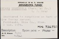 Mycena corticola image