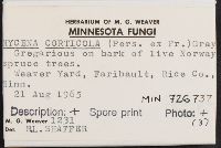 Mycena corticola image