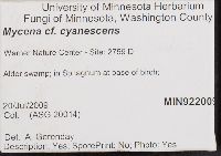 Mycena cyanescens image