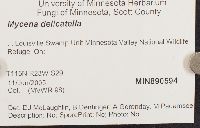 Hemimycena lactea image