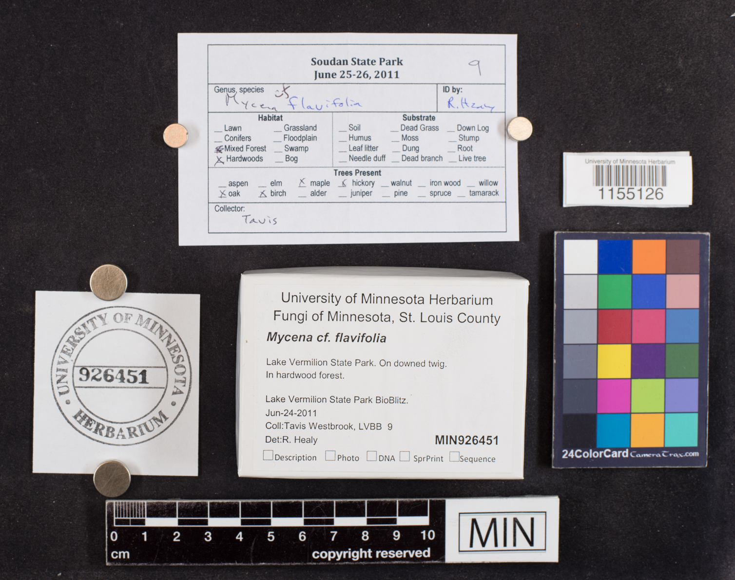 Mycena flavifolia image