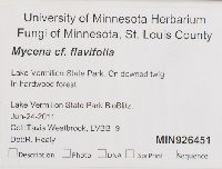 Mycena flavifolia image