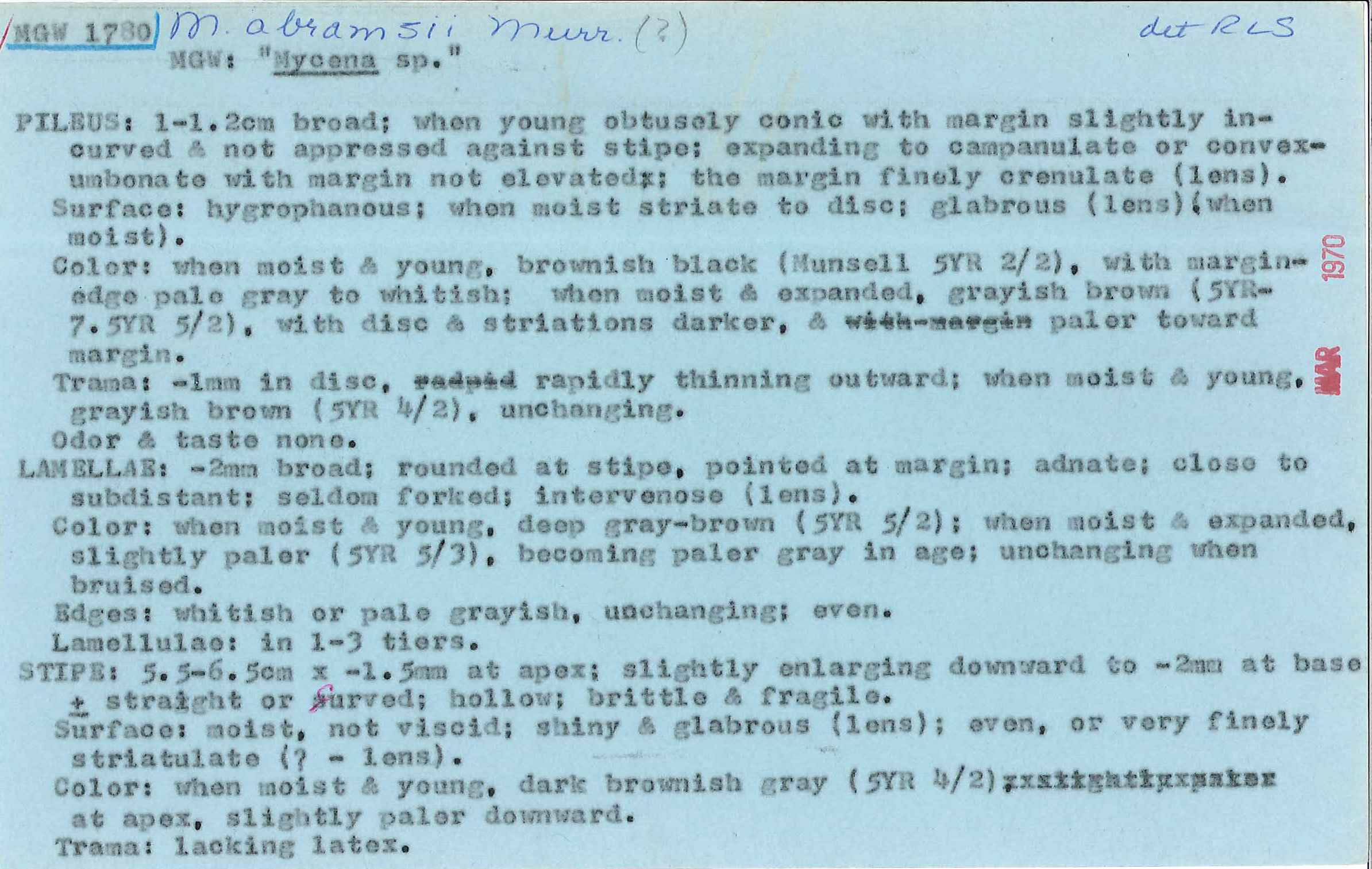 Mycena abramsii image