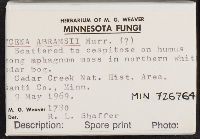 Mycena abramsii image