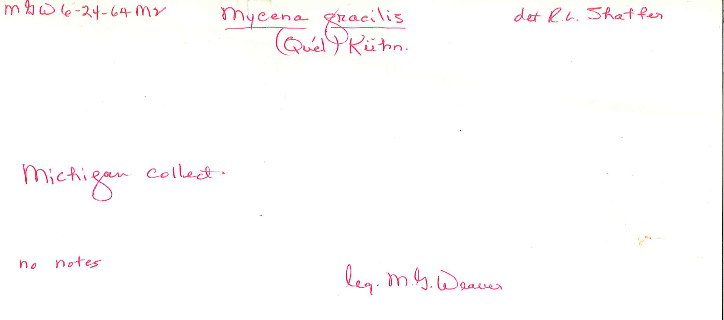 Hemimycena gracilis image