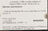 Mycena haematopus image