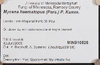 Mycena haematopus image