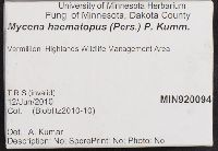 Mycena haematopus image