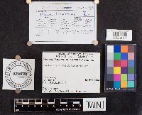 Mycena haematopus image