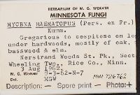 Mycena haematopus image