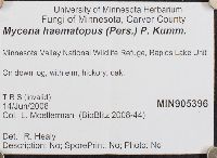 Mycena haematopus image