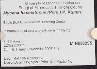 Mycena haematopus image