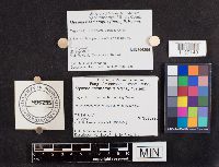 Mycena haematopus image