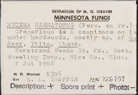 Mycena haematopus image