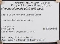 Mycena hiemalis image