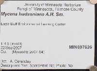 Mycena hudsoniana image