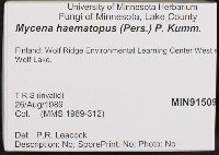 Mycena haematopus image