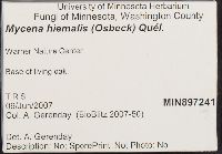 Mycena hiemalis image