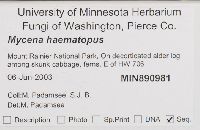 Mycena haematopus image
