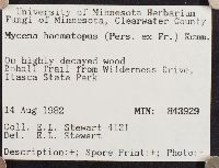 Mycena haematopus image