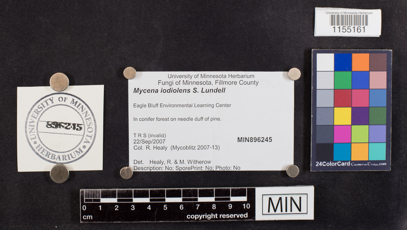 Mycena filopes image