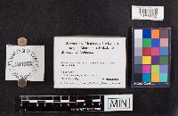 Mycena filopes image