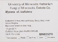 Mycena filopes image