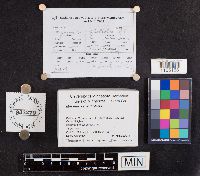 Mycena filopes image