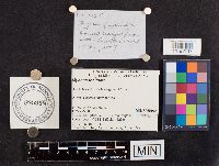 Mycena inclinata image