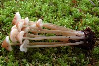 Mycena inclinata image