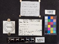 Mycena inclinata image