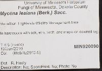 Mycena leaiana image