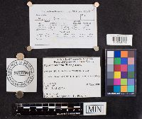 Mycena leaiana image