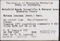 Mycena leaiana image