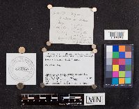 Mycena leaiana image