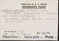 Mycena leaiana image