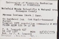 Mycena leaiana image