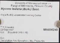 Mycena leaiana image