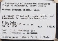 Mycena leaiana image