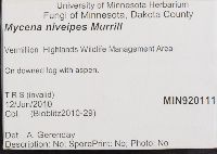 Mycena niveipes image